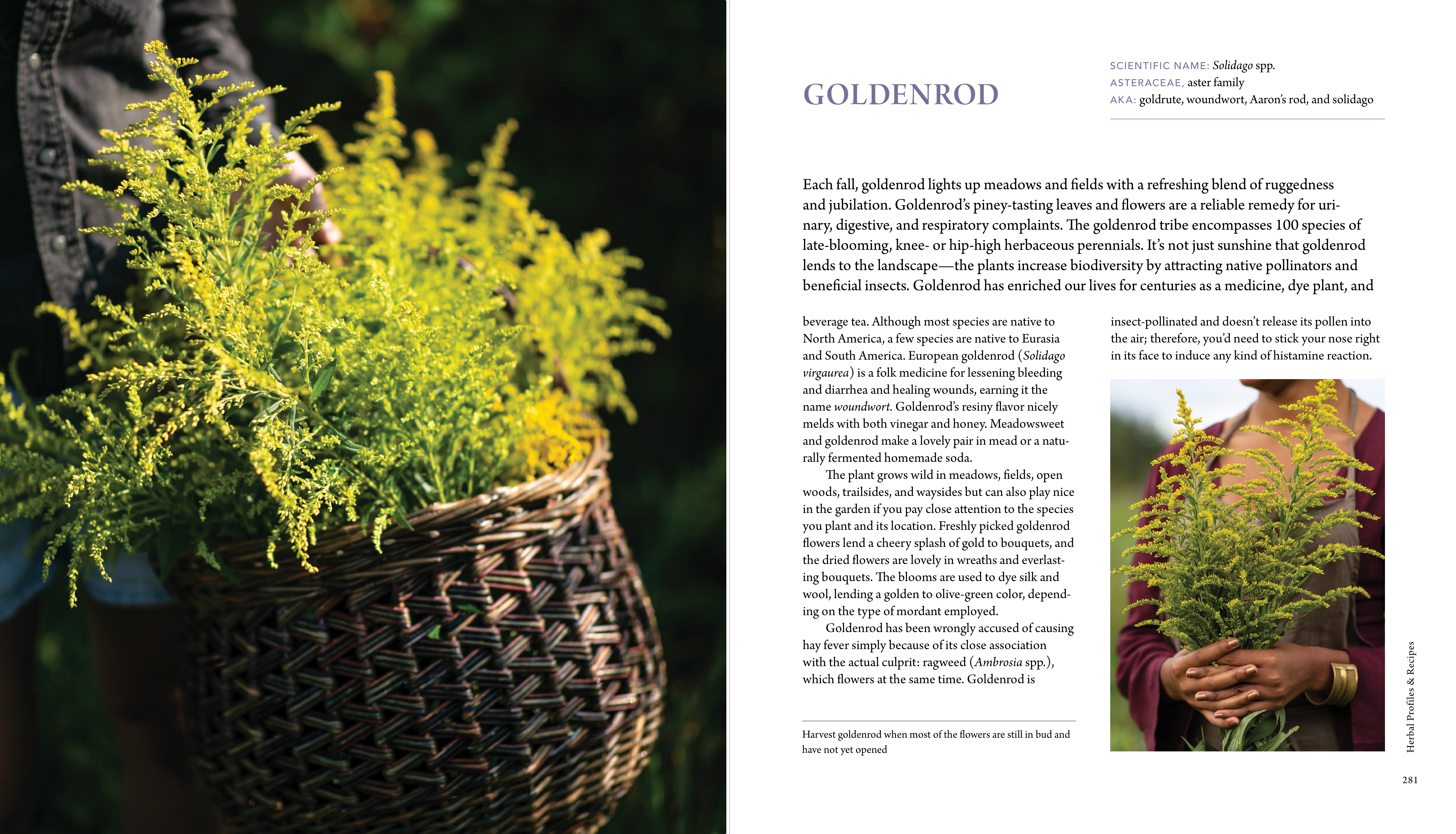 A page from Juliet Blankespoor's The Healing Garden: Cultivating and Handcrafting Herbal Remedies.